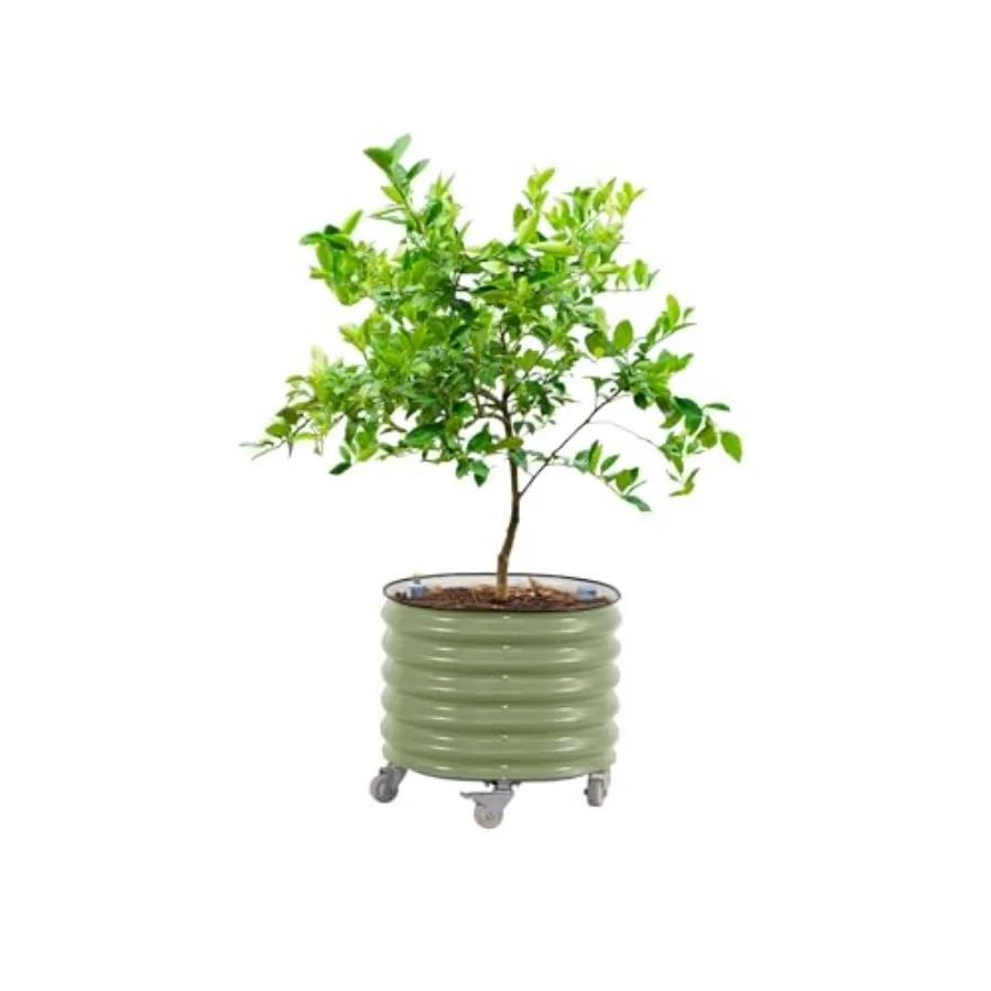 Rolling Citrus Tree Planter Ge - đánh giá và giá Self-Watering Planter